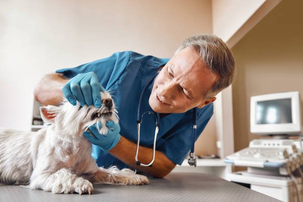 Best Urgent Care for Lost Fillings or Crowns in Murphys Estates, SC